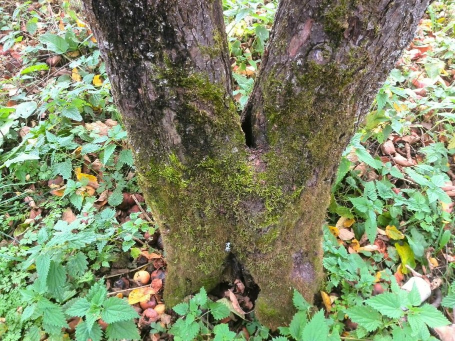 Сажистый грибок и лишайники