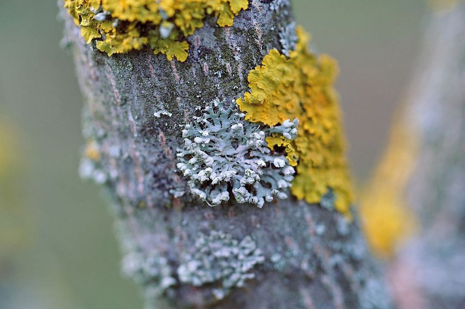 Лишайник на вишне