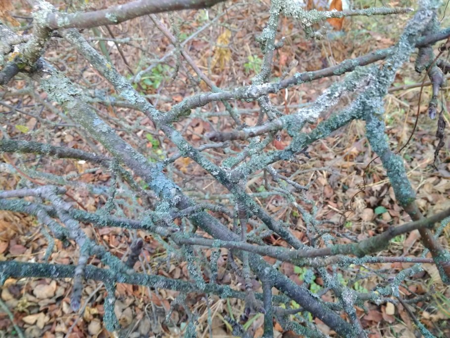 Лишайник дерева персика