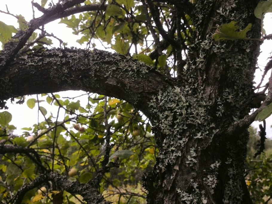 Яблоня пораженная лишайником