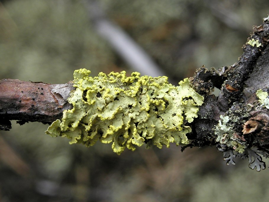 Ольха кора лишайник