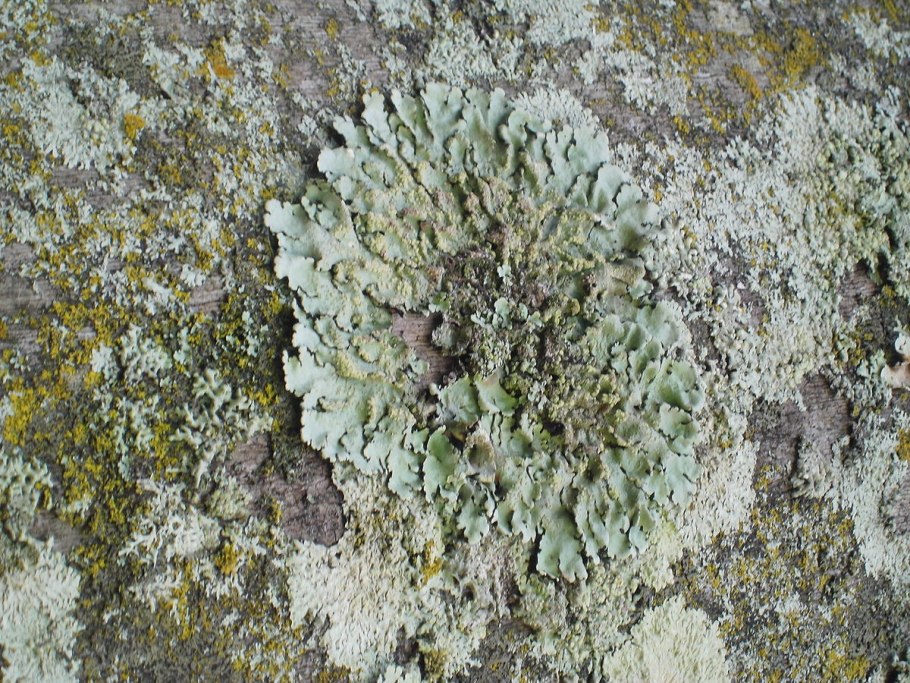 Лишайники на деревьях полный вид дерева