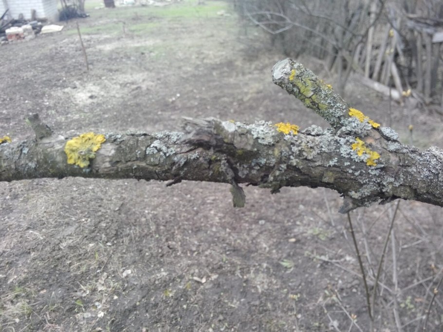 На коре яблони лишайник