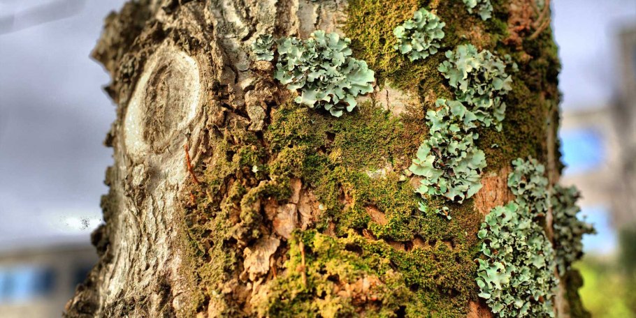 Листоватые лишайники