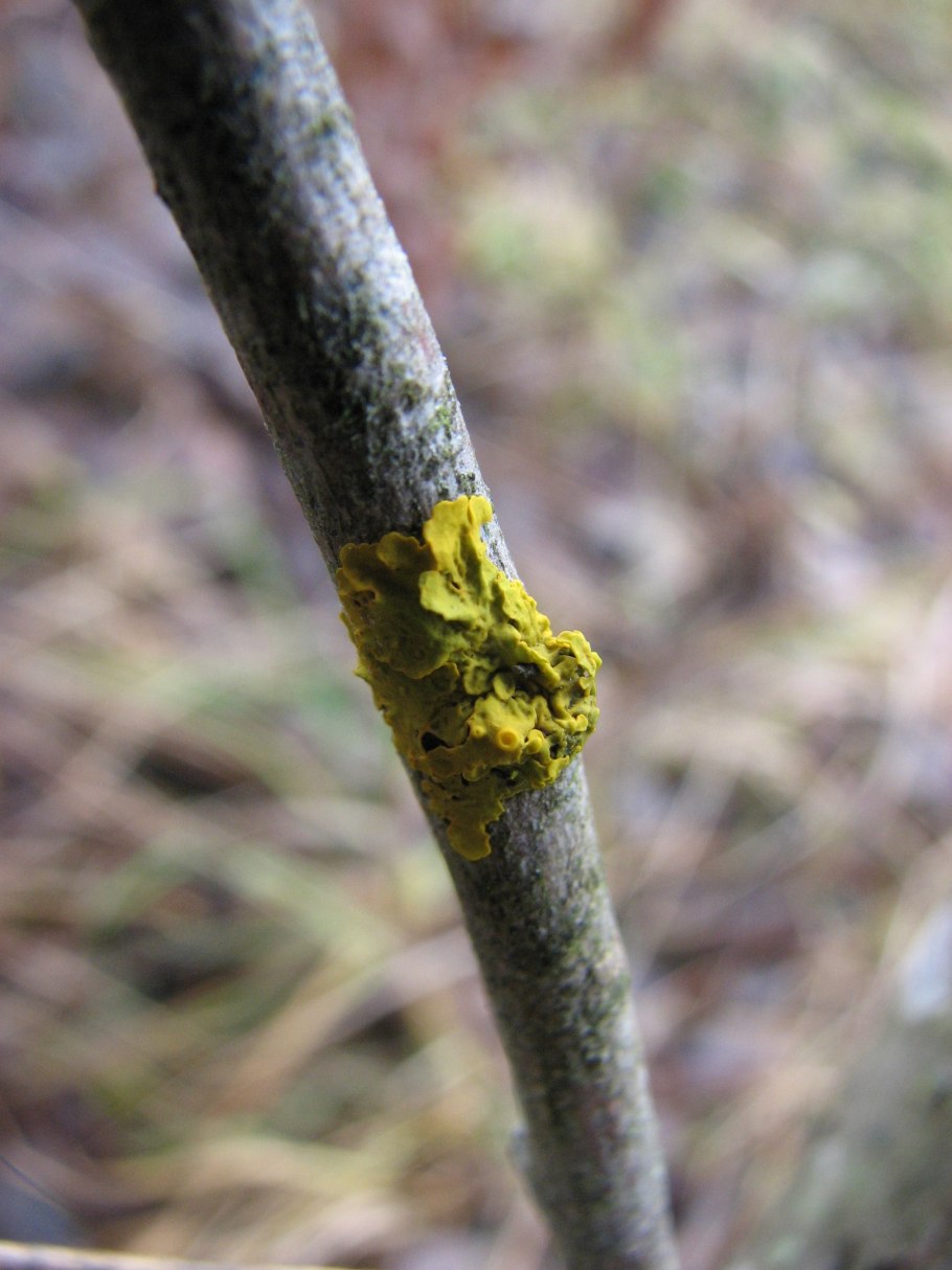 Желтый лишайник на деревьях