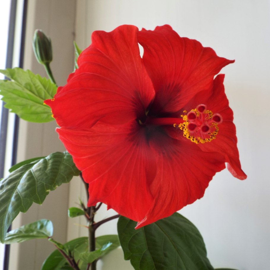 Hibiscus Rosa-sinensis