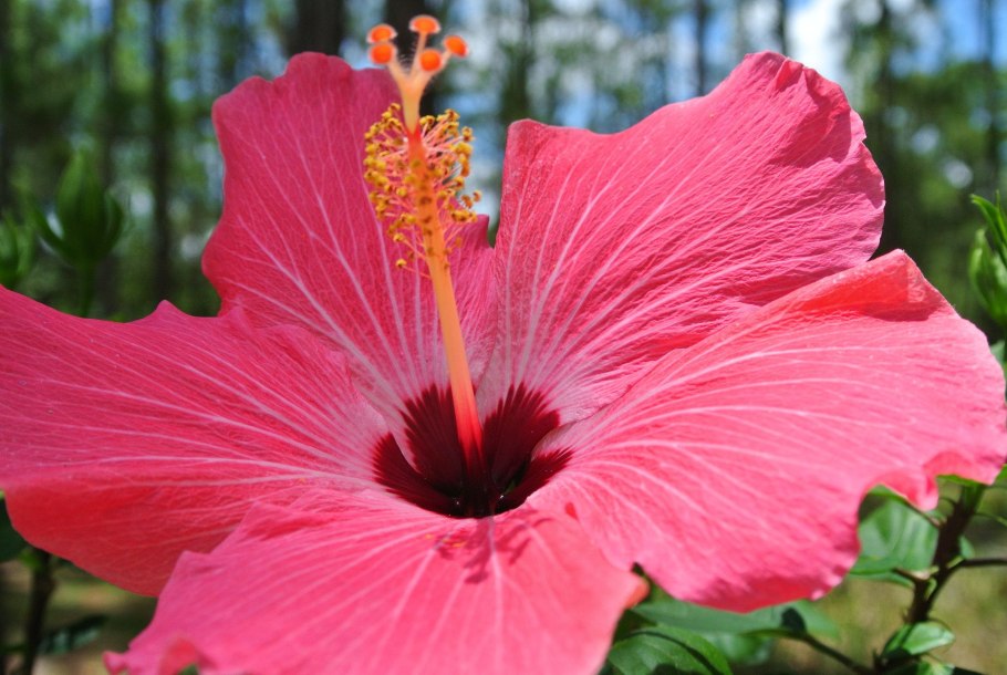 Гибискус китайский листья