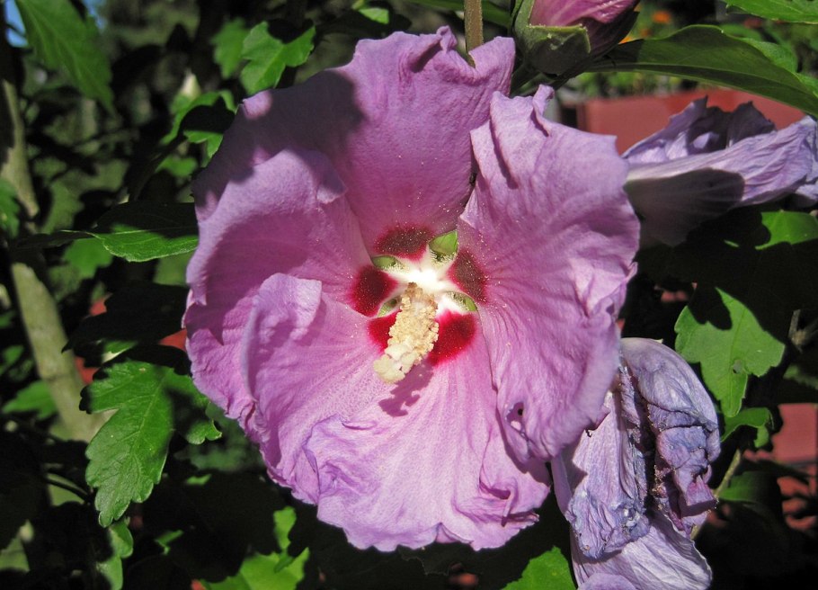 Гибискус Dream about Tahiti