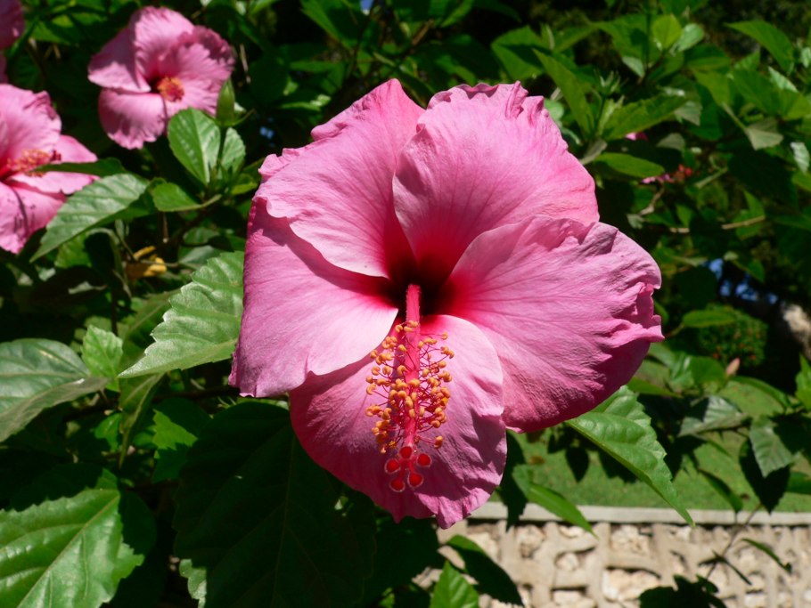 Гибискус остролистный