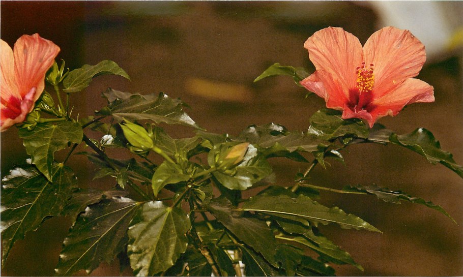 Гибискус Hibiscus Daddy's Angel