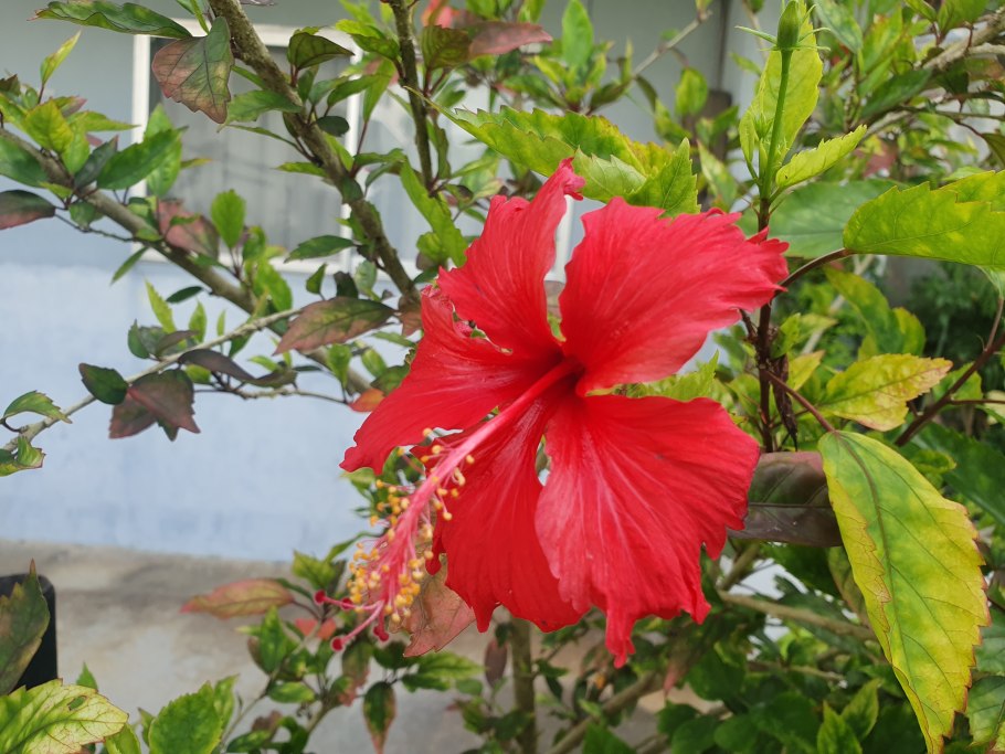 Дерево гибискус Парамарибо