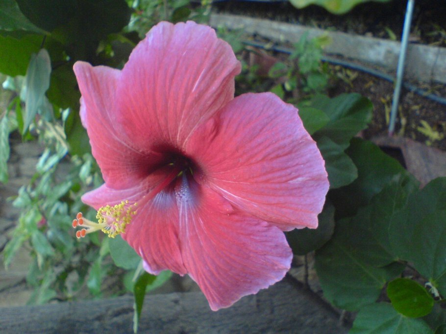 Гибискус фиолетовый