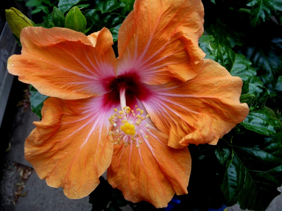 Гибискус Apple Blossom