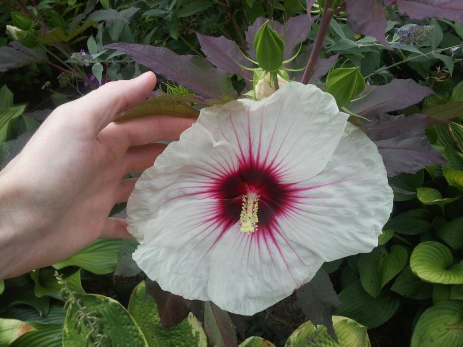 Гибискус Коппер Кинг