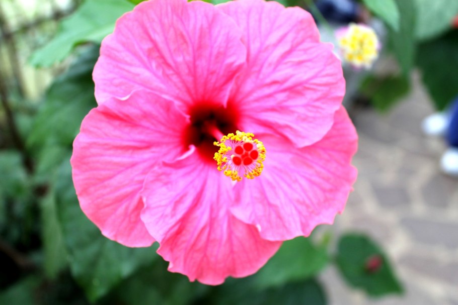 Гибискус Эвелина