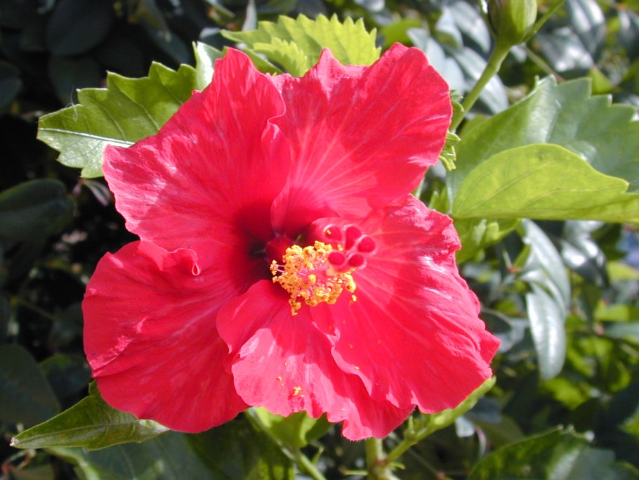 Гибискус Коппер Кинг