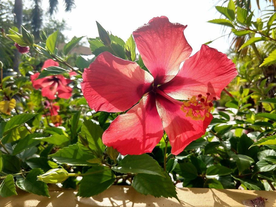 Гибискус роза Шарона