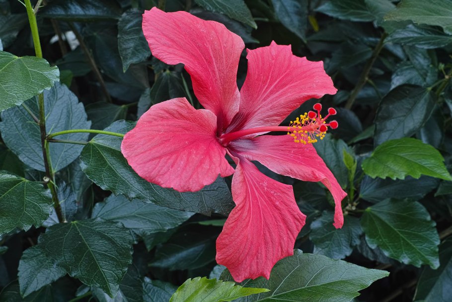 Hibisco