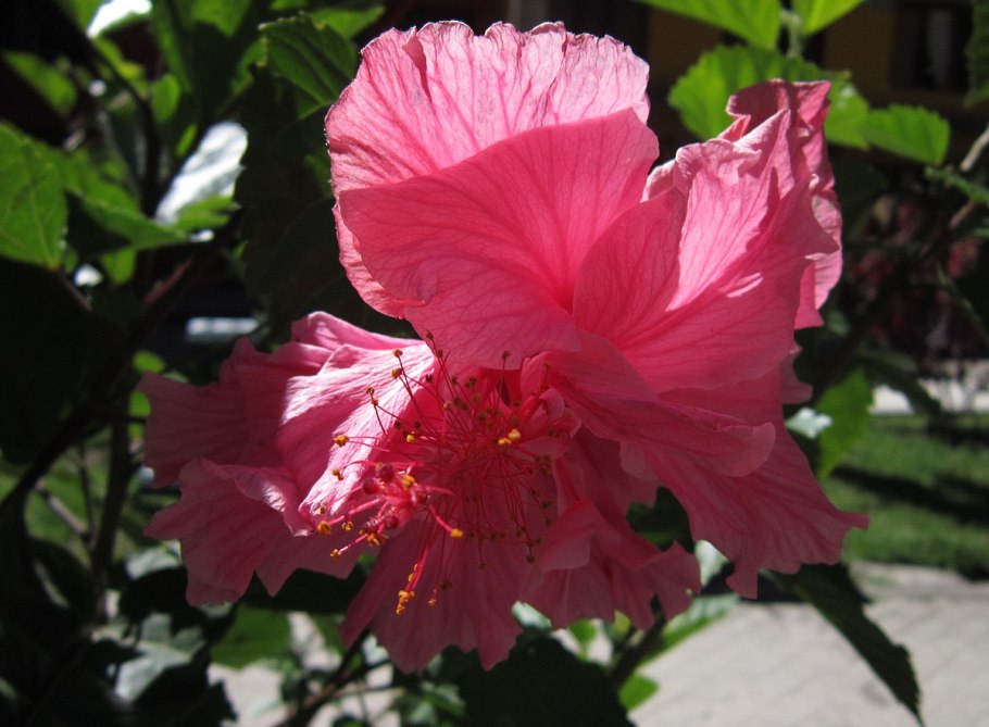 Гибискус чайная роза