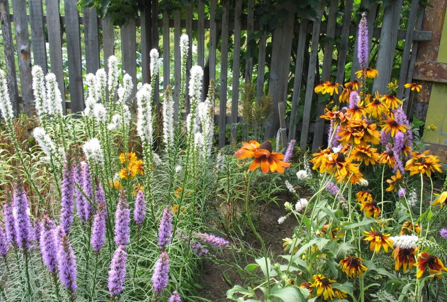 Хризантема мультифлора шаровидная многолетняя