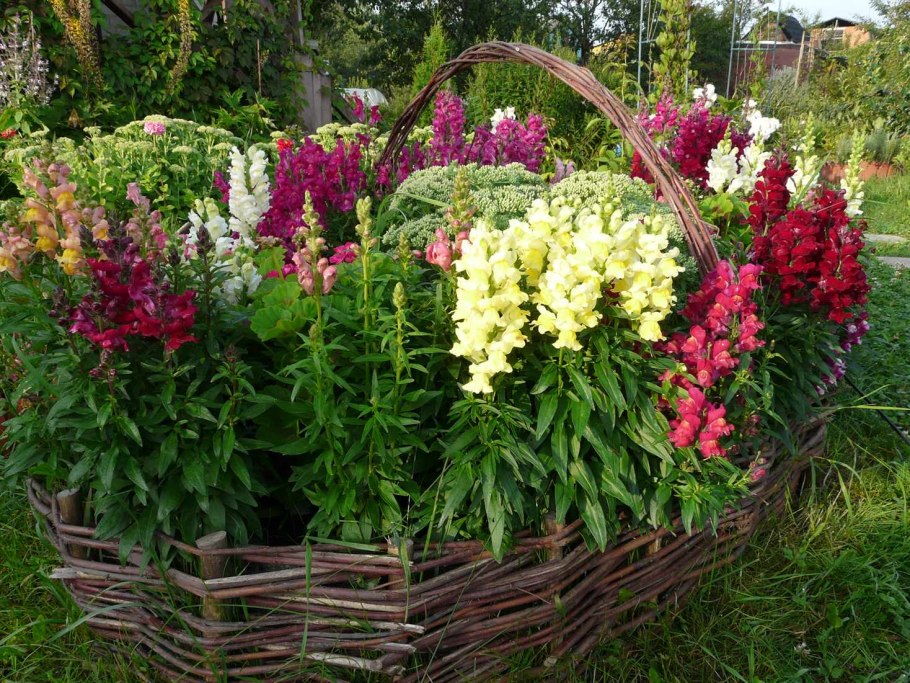 Астра кустарниковая Дженни