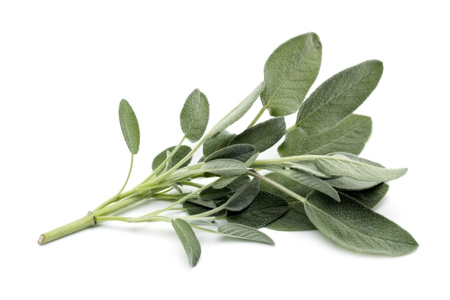 Шалфей лекарственный (Salvia officinalis)