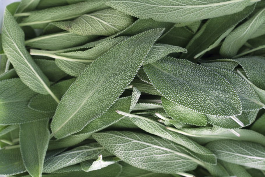Шалфея листья Salvia