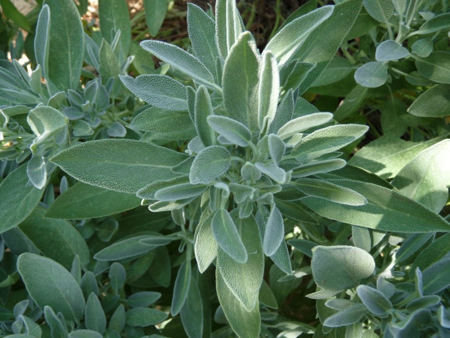 Шалфея листья (Folia Salviae)
