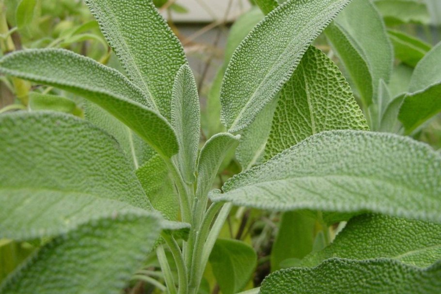 Шалфея листья Salvia