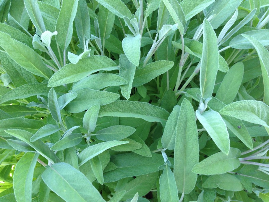 Salvia PNG шалфей