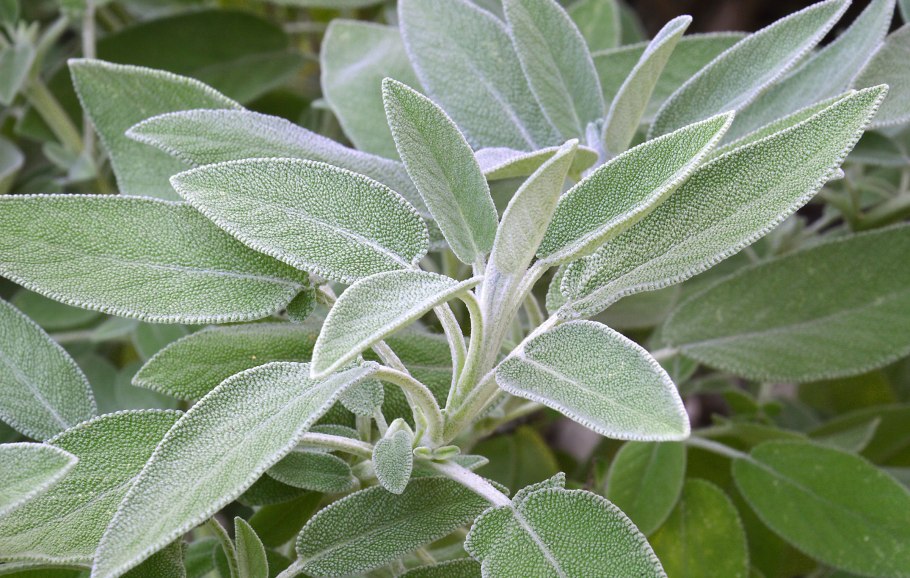 Salvia officinalis Sage