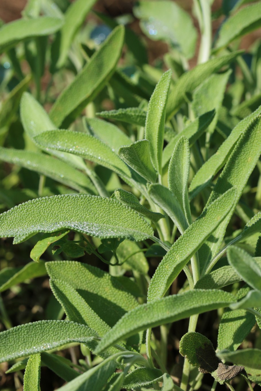 Шалфей Sage