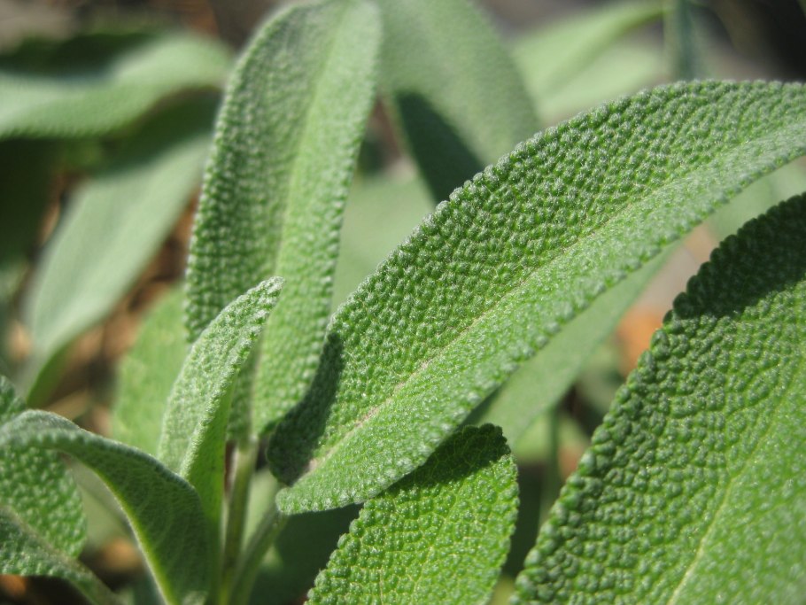 Шалфея листья (Folia Salviae)