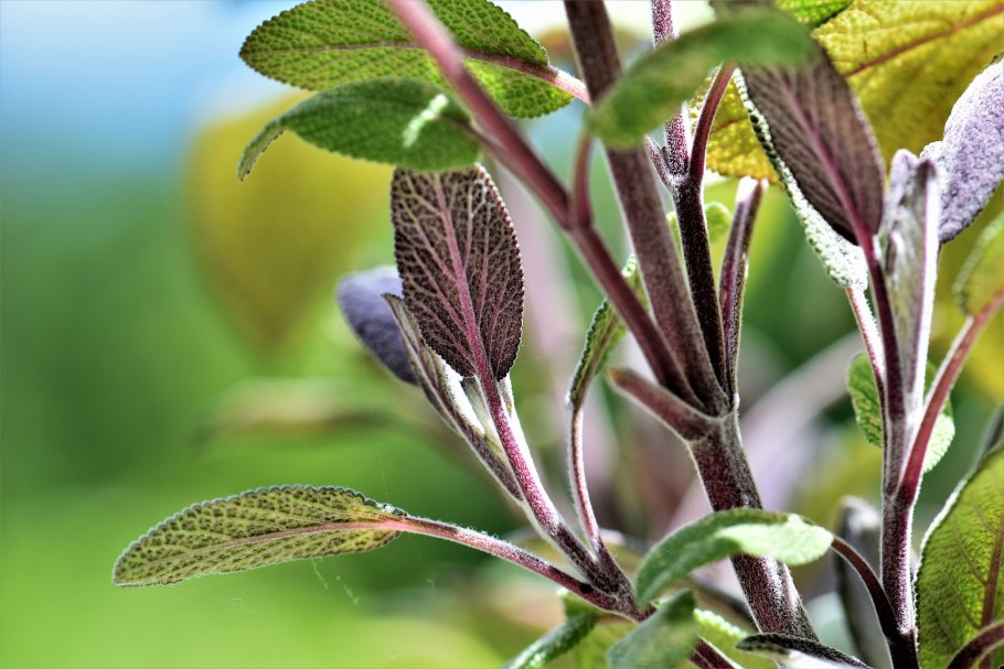 Шалфей лекарственный Sage Plant