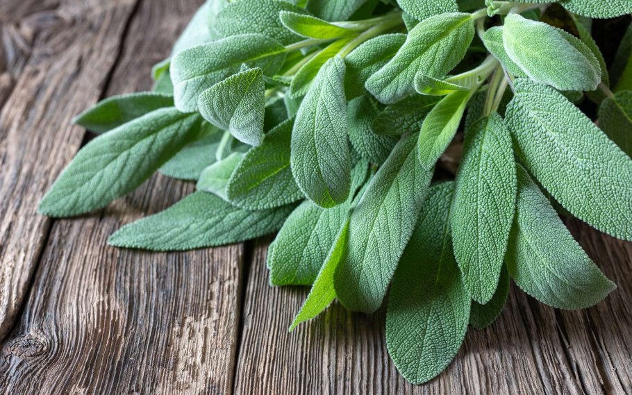 Шалфей лекарственный (Salvia)