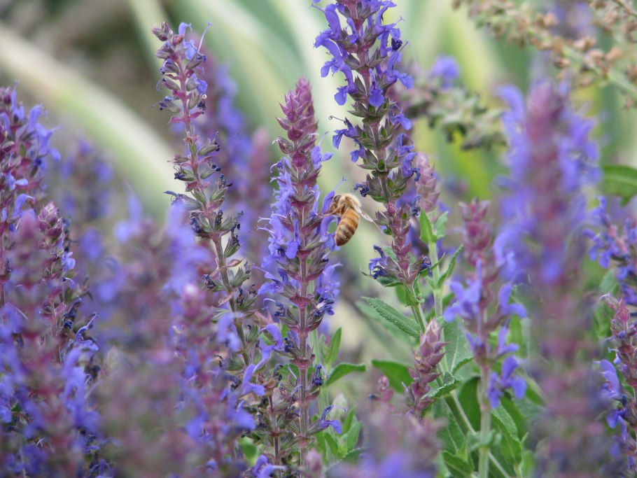 Шалфей Salvia officinalis Tricolor