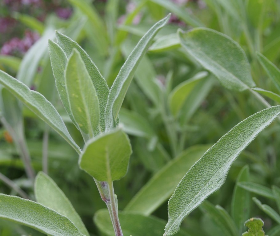 Шалфей лекарственный Sage Plant