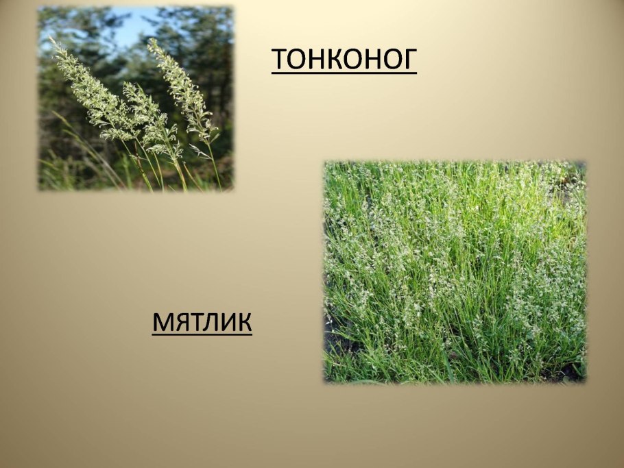 Тонконог природная зона
