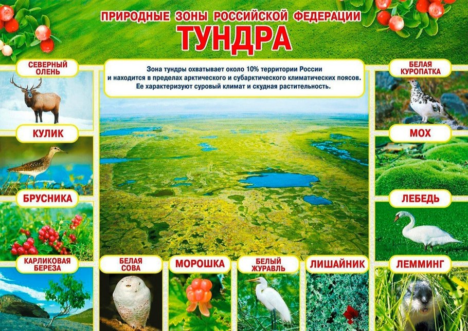 Природные зоны России. Плакат