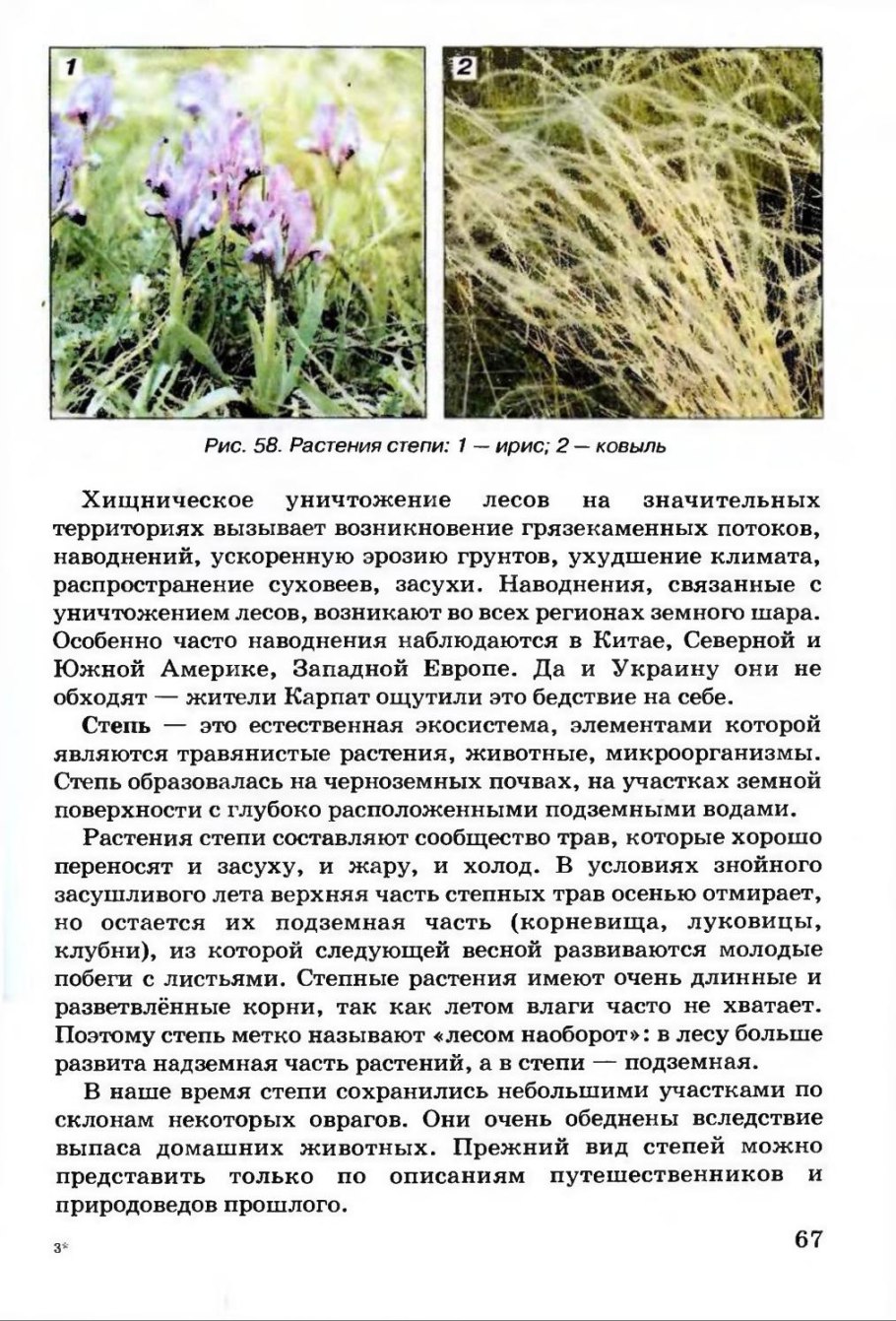 Какая часть растения степи отмирает?