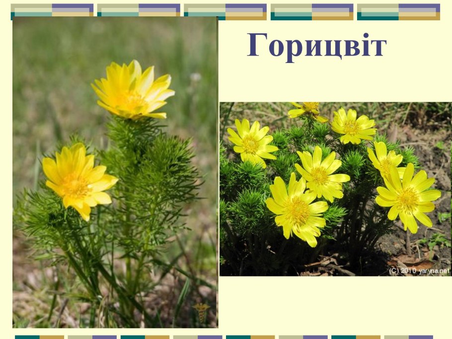Шалфей Степной
