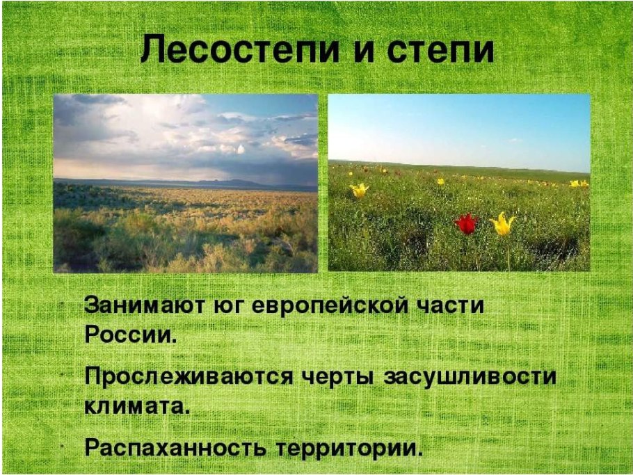 Луговые растения Алтайского края