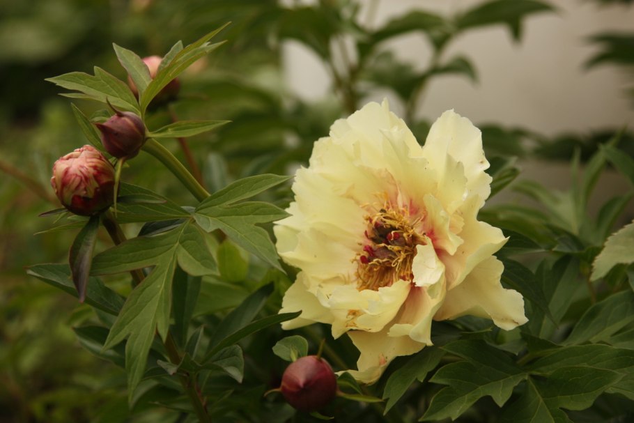 Пион Ито Бартзелла