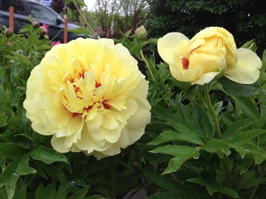 Бартзелла пион