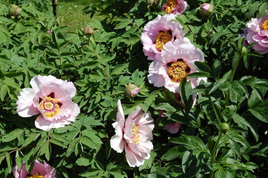 Пион-Ито кора Луиза