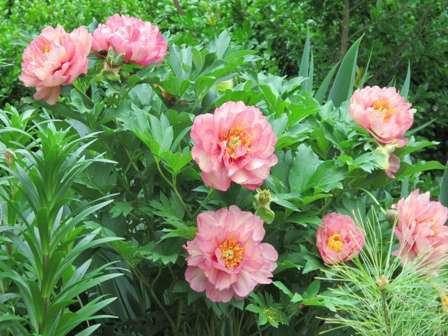 Пион Ито-гибрид Хиллари