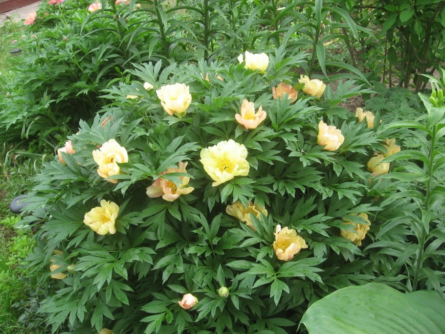 Пион itoh prairie charm