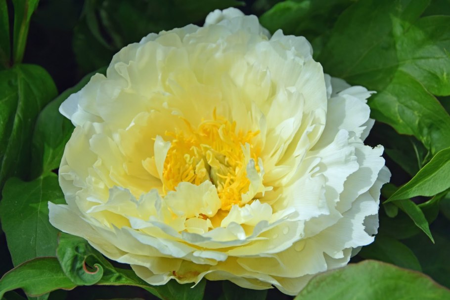 Пион Itoh Gordon e. Simonson