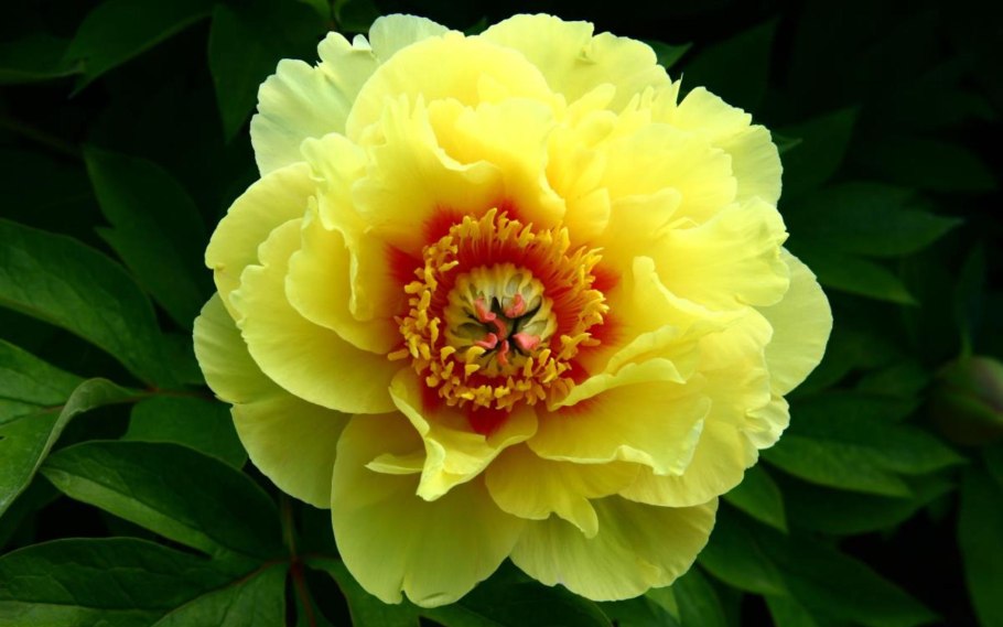 Пион Ито-гибрид Скарлет Хевен