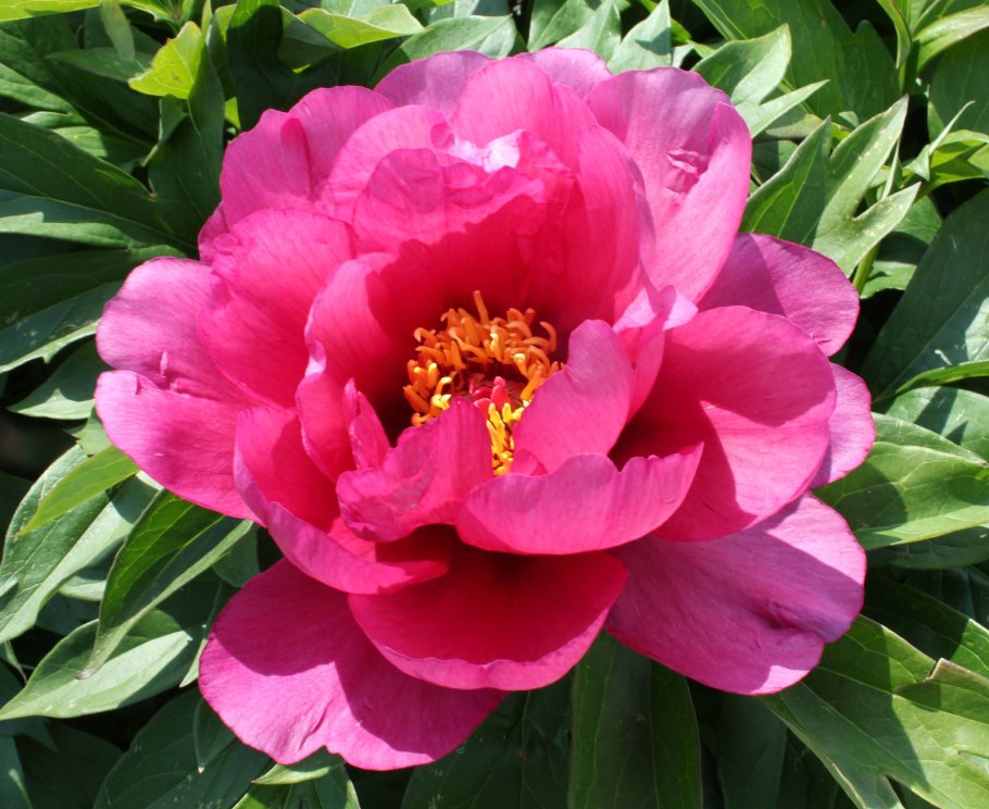 Древовидный пион Tamafuyo